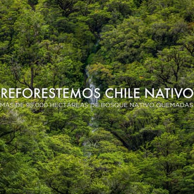 REFORESTEMOS CHILE NATIVO