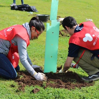 Cultiva llama a Reforestar Chile con especies nativas