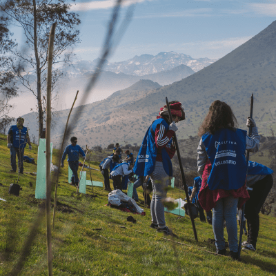 330 árboles fueron plantados en la reforestación SANTIAGO+B en Cerro Renca