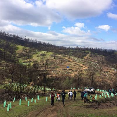 Corporación Cultiva llama a plantar árboles nativos como una acción para combatir el cambio climático
